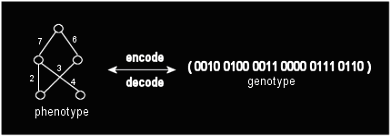 Binary representation of connection weights.