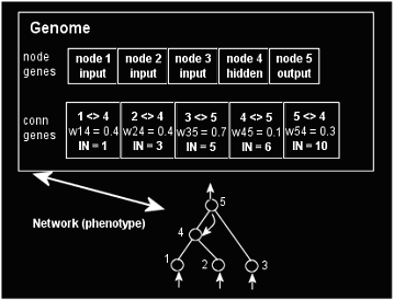 Genome represenation in NEAT.